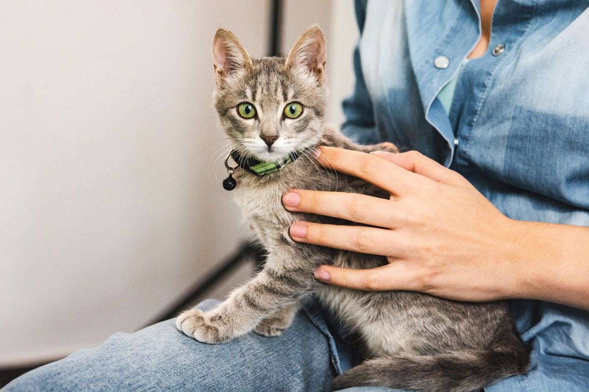 Here's Why Your Cat Is Biting Your Toes in Bed, According to Vets