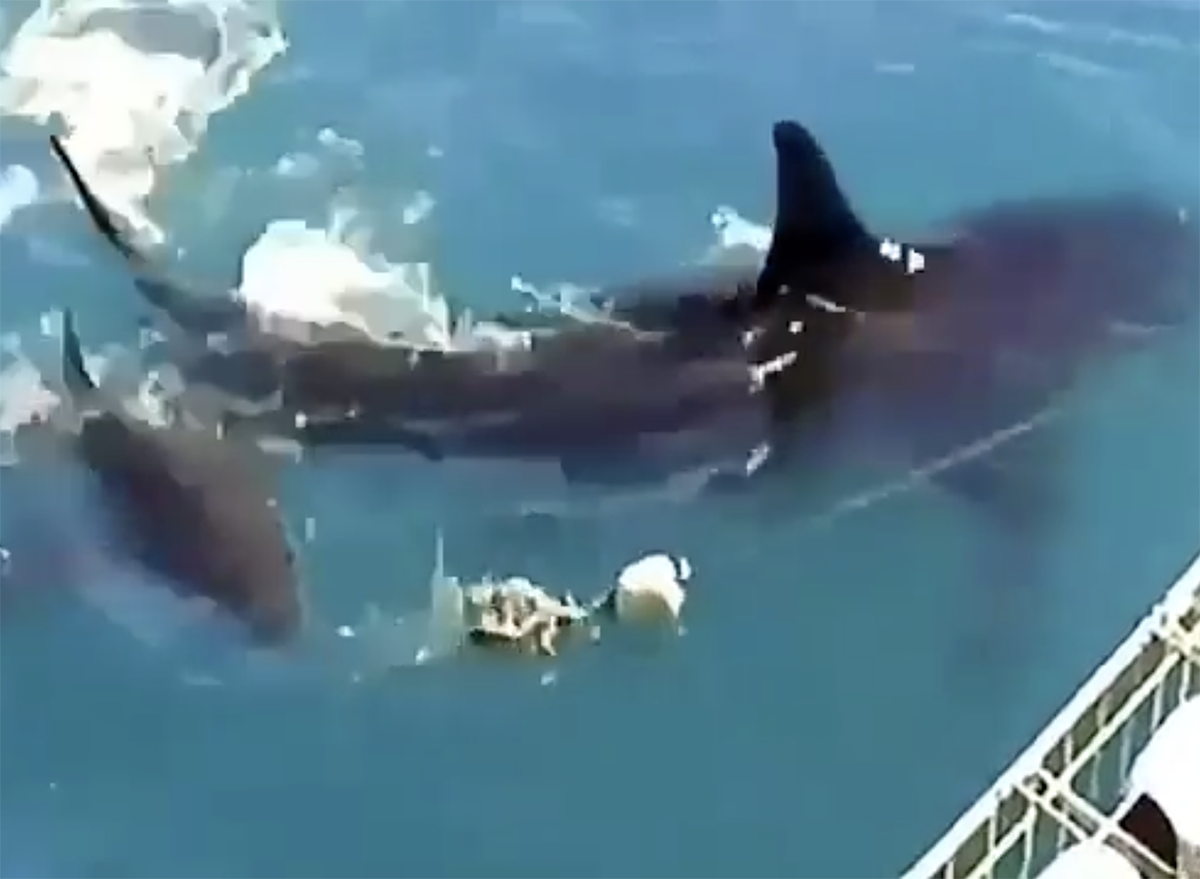 Video Of 10 And 16 Feet Great White Sharks Feeding Near A Boat