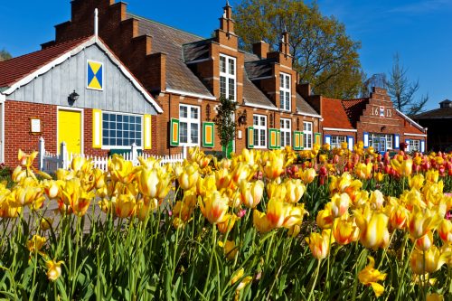 tulips line paths at Windmill Island Villiage in Holland Michigan