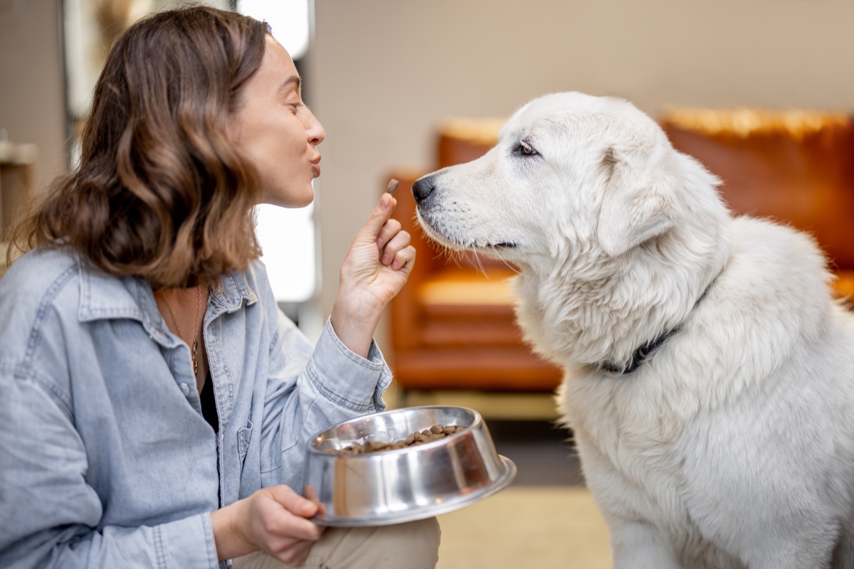 Young woman gives a bowl with dry food for her white dog at home. Concept of healthy and balanced nutrition for pets