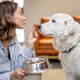 Young woman gives a bowl with dry food for her white dog at home. Concept of healthy and balanced nutrition for pets