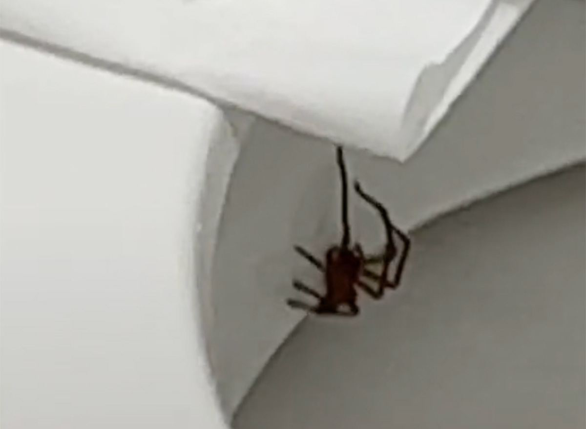 Woman Finds Largest Venomous Spider in World Under Toilet Seat