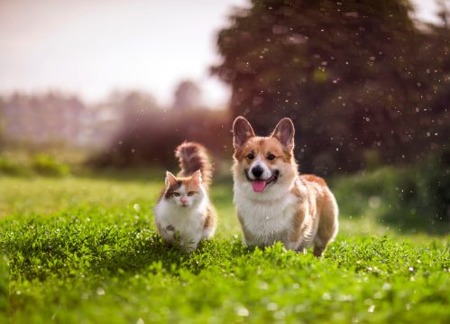 corgi and cat walking around in a flower field