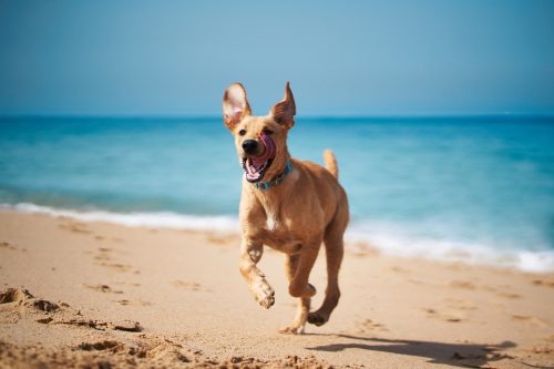 Happy dog running on beach