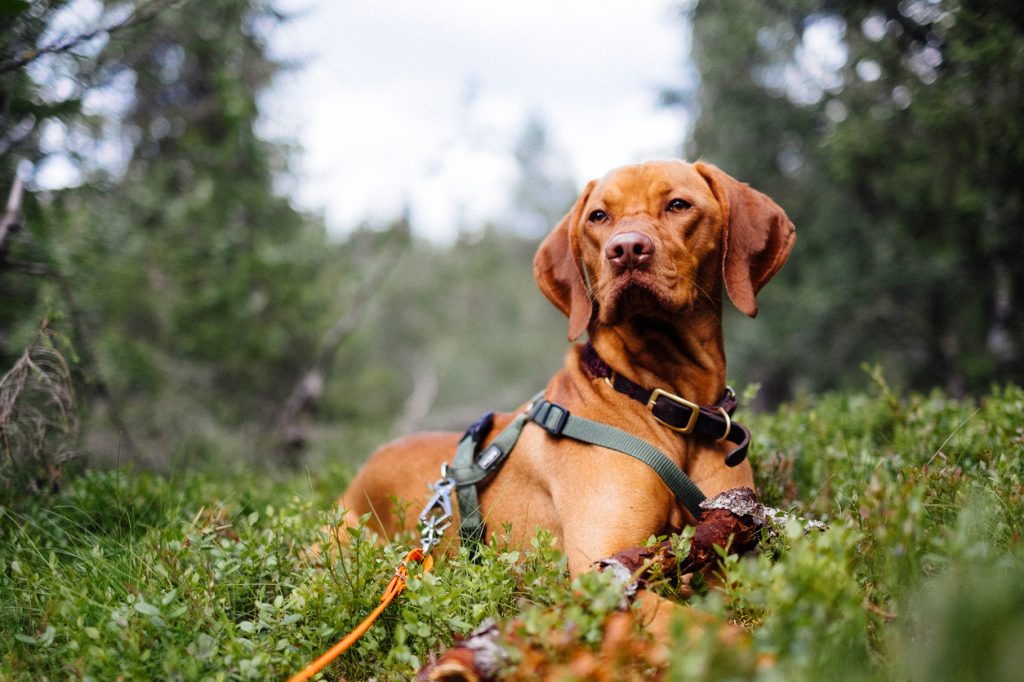 Cute hunting dog laying down relaxing in the forest, smelling the environment