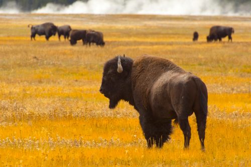công viên quốc gia bison yellowstone