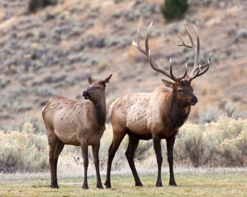 elk yellowstone national park