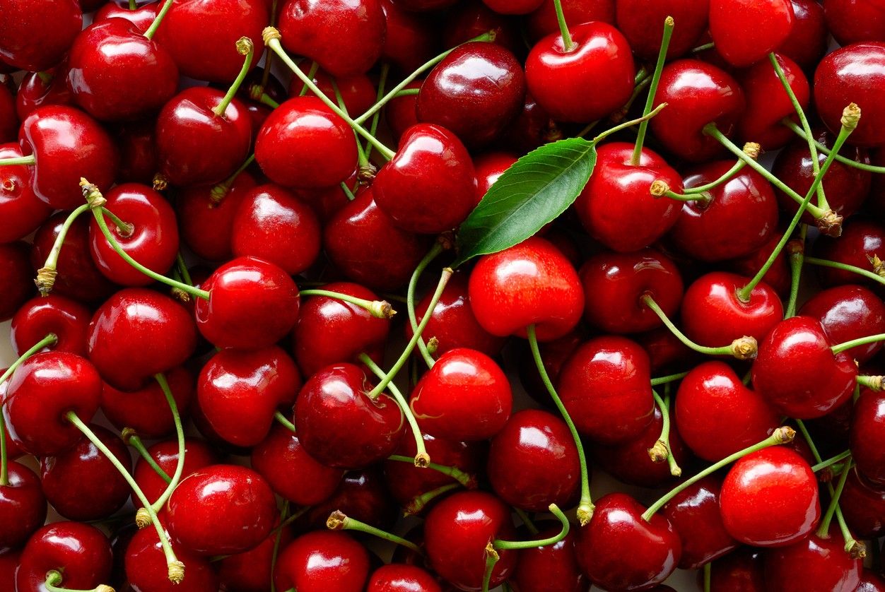 Freshly picked heap of cherries