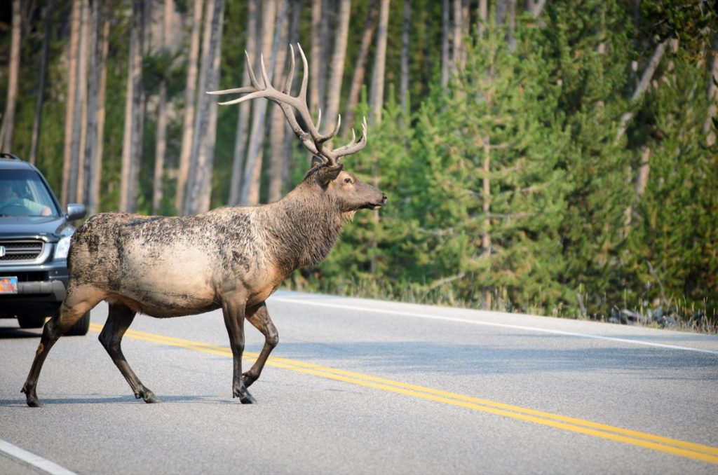 elk crossing street yellowstone