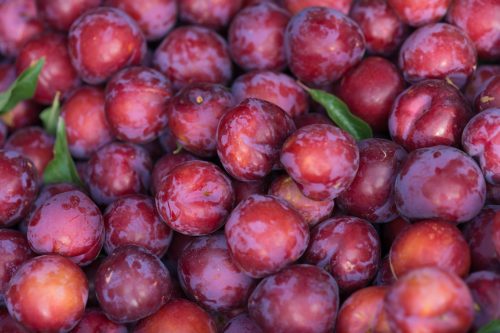 plum fruits