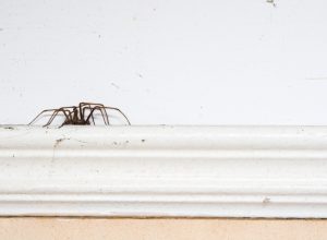 spider on molding