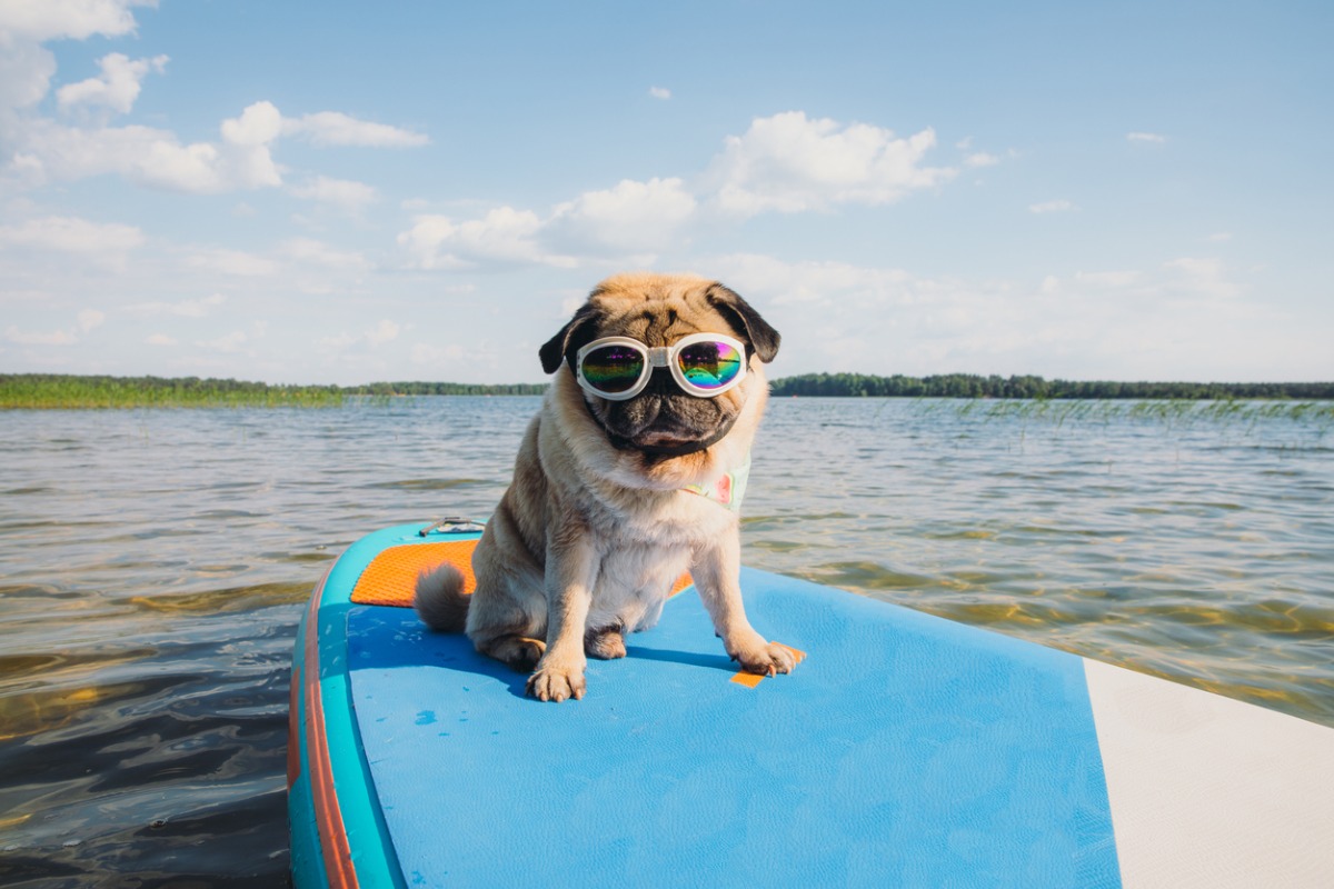 pug on a paddleboard