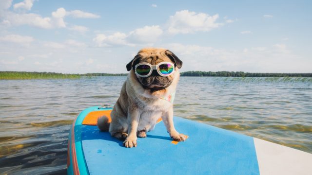 pug on a paddleboard