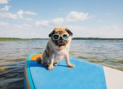 pug on a paddleboard