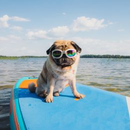 pug on a paddleboard
