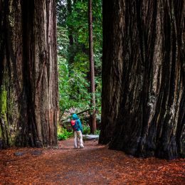 A hiker walking between massive redwood trees