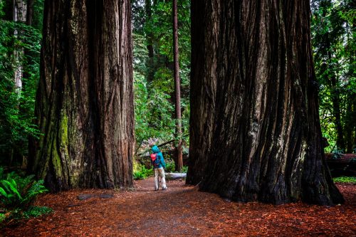 A hiker walking between massive redwood trees