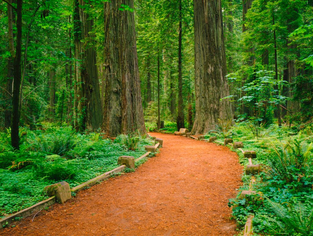 A trail in Jedediah Smith Redwoods State Park
