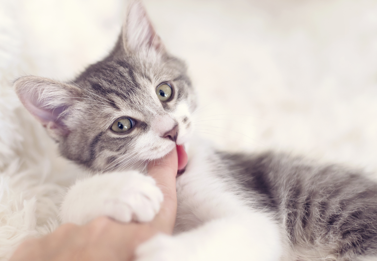 Here's Why Your Cat Is Biting Your Toes in Bed, According to Vets