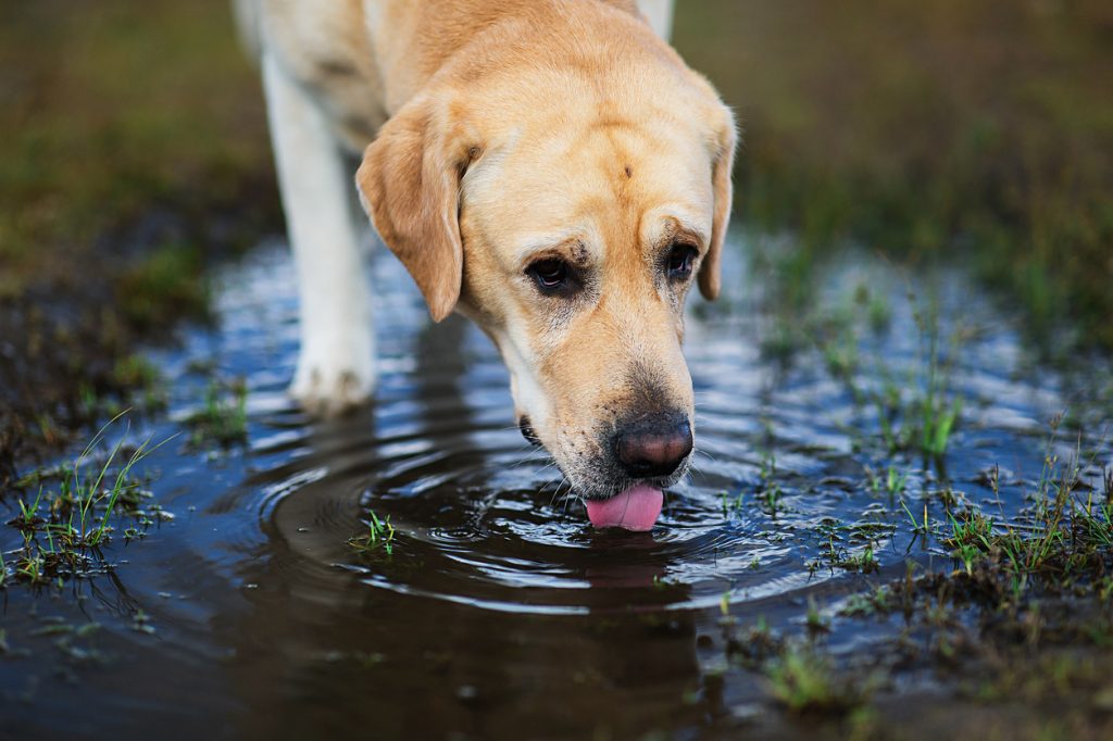 A yellow labrador retriever drinking water out of a puddle
