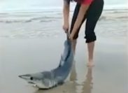 Video Shows World's Fastest Shark Stranded on a Beach Rescued by "Frightened" Heroes