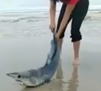 Video Shows World's Fastest Shark Stranded on a Beach Rescued by "Frightened" Heroes