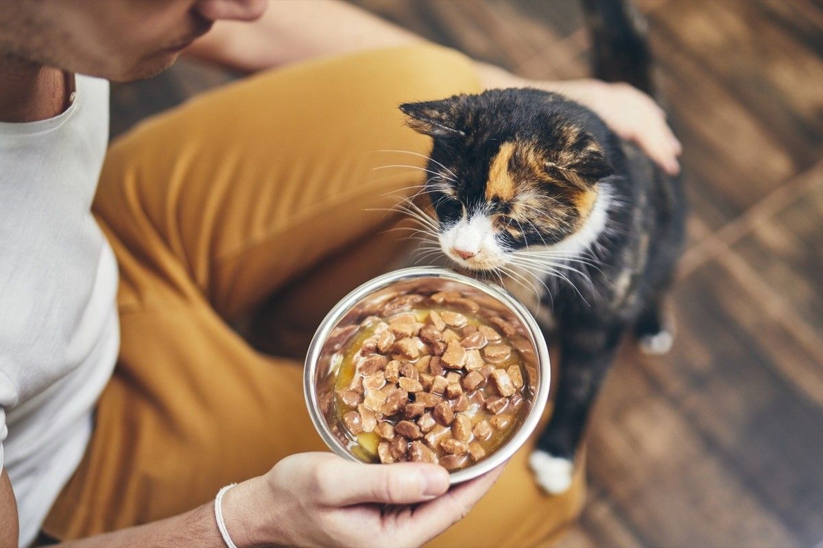 How Often You Should Really Clean Your Pet Bowls Best Life