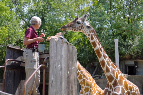 feeding giraffes at the memphis zoo