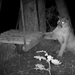 Video Shows Mountain Lion Turn Into "Kitty" After Discovering a Tree Swing