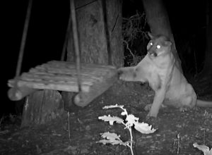 Video Shows Mountain Lion Turn Into "Kitty" After Discovering a Tree Swing