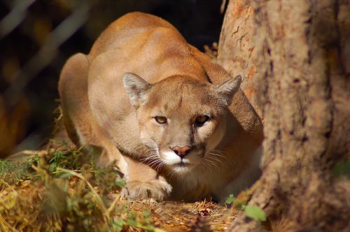 A mountain lion crouching down and staring.