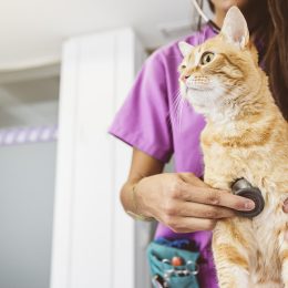 Close up of an orange cat being examined by a female vet wearing purple scrubs
