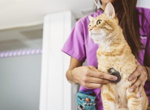 Close up of an orange cat being examined by a female vet wearing purple scrubs