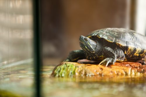 A close up of a red eared slider turtle relaxing on a rock insode of his aquarium.