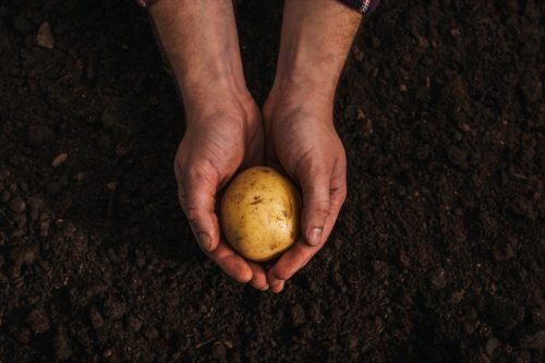 partial view of dirty farmer holding ripe potato in ground
