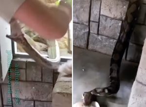 Frightening Video Shows Python Trying to Aggressively Bite Man Who Was Trying to Feed It