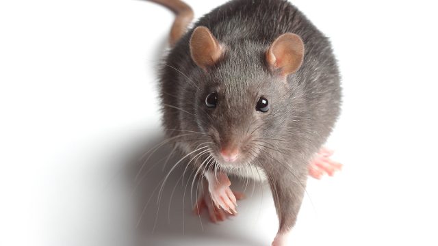 Rat main