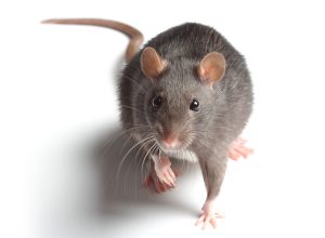 Over 1,500 Americans Lost Power Due to One Pesky Rat "That Infiltrated a Piece of Equipment"