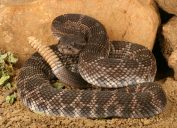 A rattlesnake coiled on the ground in the dirt