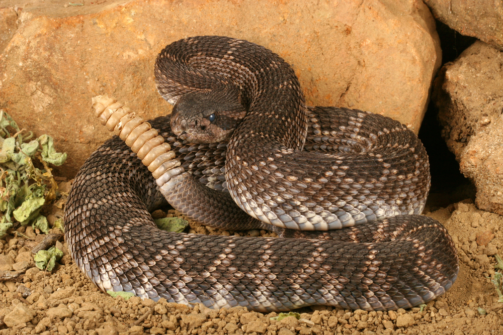A rattlesnake coiled on the ground in the dirt