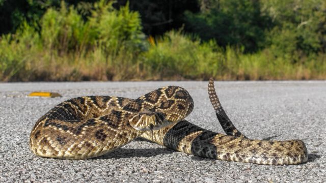 Rattlesnake retreating on pavement or asphalt road