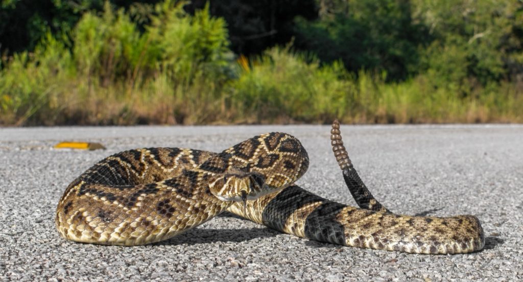 Rattlesnake retreating on pavement or asphalt road