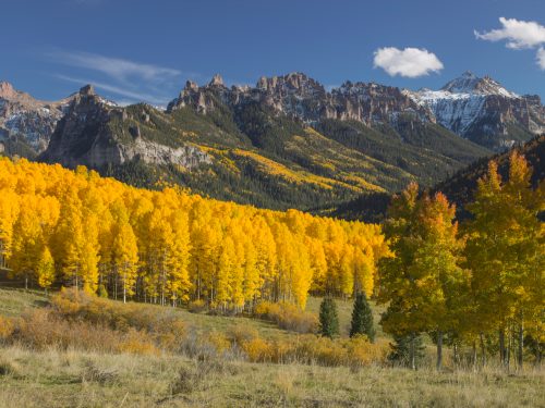 Yellow trees and fall foliage at the Rocky Mountains