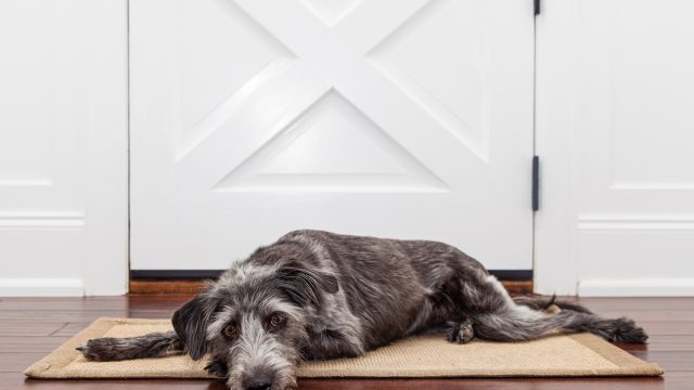 A dog laying down on a mat in front of a front door with a sad expression waiting for her owner to come home