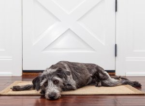 A dog laying down on a mat in front of a front door with a sad expression waiting for her owner to come home