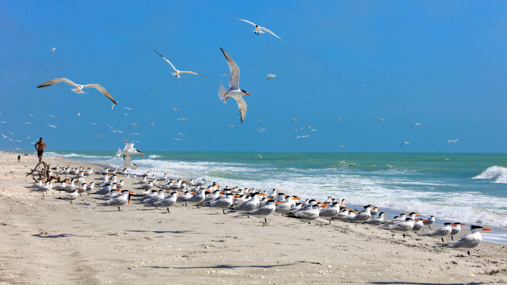 A flock of terns on Sanibel Island in Florida