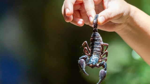 A large black scorpion in teenage boy's hand holding the tail of a scorpion.