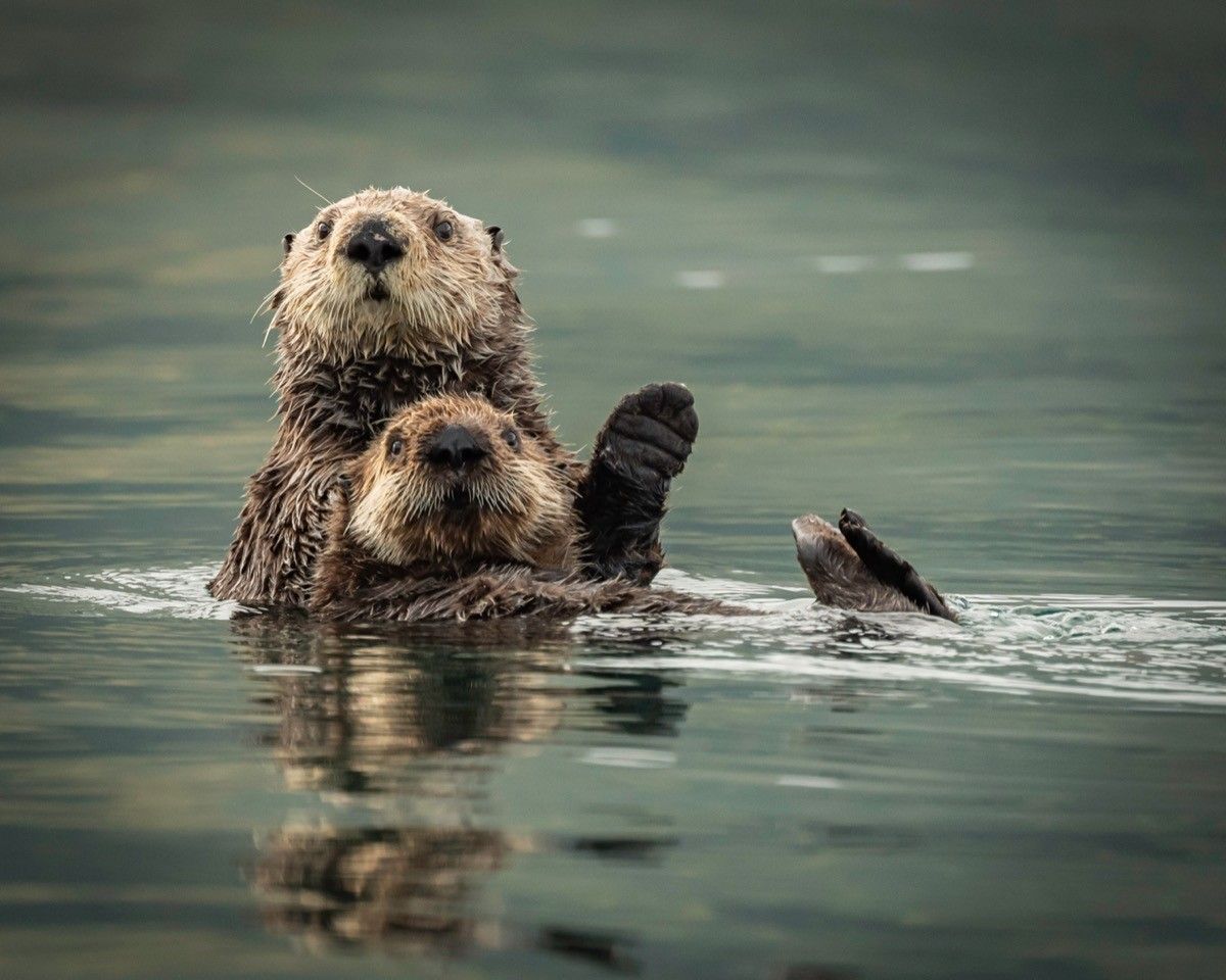 Sea Otters in Kodiak Alaska