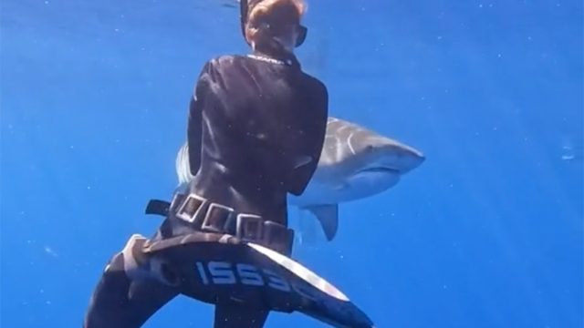 Shark main