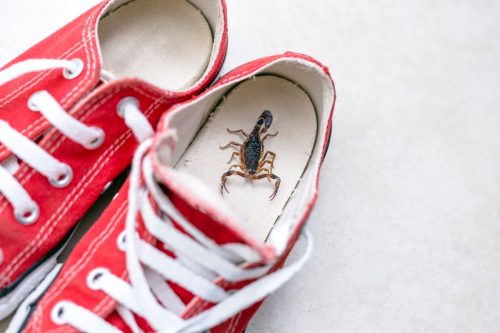 Scorpion inside a sneaker